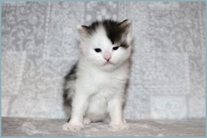 Male Siberian Kitten from Deedlebug Siberians